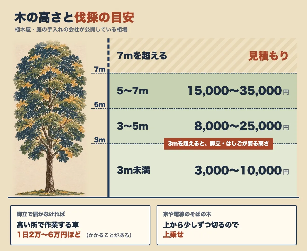 木の高さと伐採の目安を、1本の木の横に高さの帯で示した図。3m未満は3,000〜10,000円、3〜5mは8,000〜25,000円、5〜7mは15,000〜35,000円、7mを超えると見積もり。3mを超えると脚立・はしごが要る高さで、脚立で届かなければ高い所で作業する車が1日2万〜6万円ほどかかることがあり、家や電線のそばの木は上から少しずつ切るので上乗せになる。植木屋・庭の手入れの会社が公開している相場から