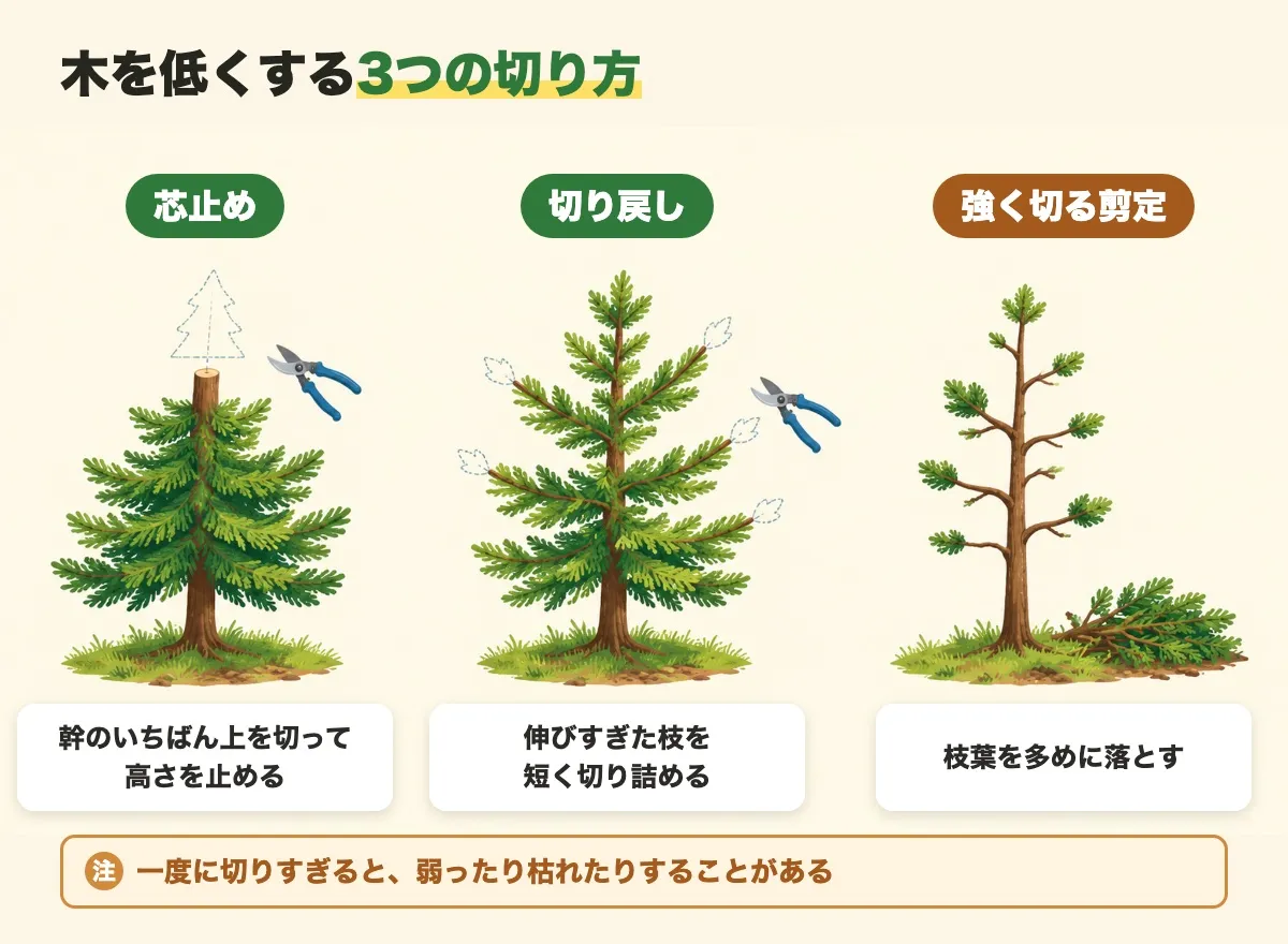 木を低くする3つの切り方を示した図。幹の先を切る芯止め、伸びた枝を短くする切り戻し、枝葉を多めに落とす強く切る剪定。一度に切りすぎると弱ったり枯れたりすることがあるという注つき