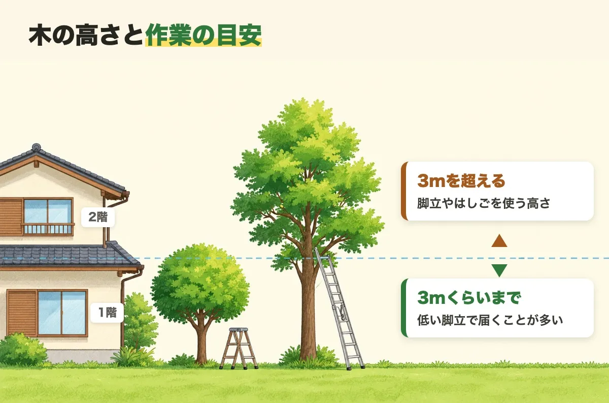 家の1階・2階と並べた木の高さの目安の図。3mくらいまでは低い脚立で届くことが多く、3mを超えると脚立やはしごを使う高さになる