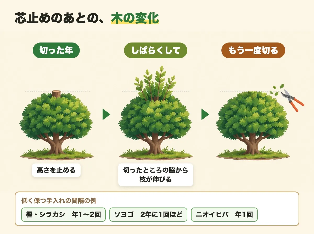芯止めをした木が、しばらくすると切ったところの脇から枝を伸ばし、もう一度切ることになる流れを3つの絵で示した図。樹種ごとの手入れの間隔の例つき