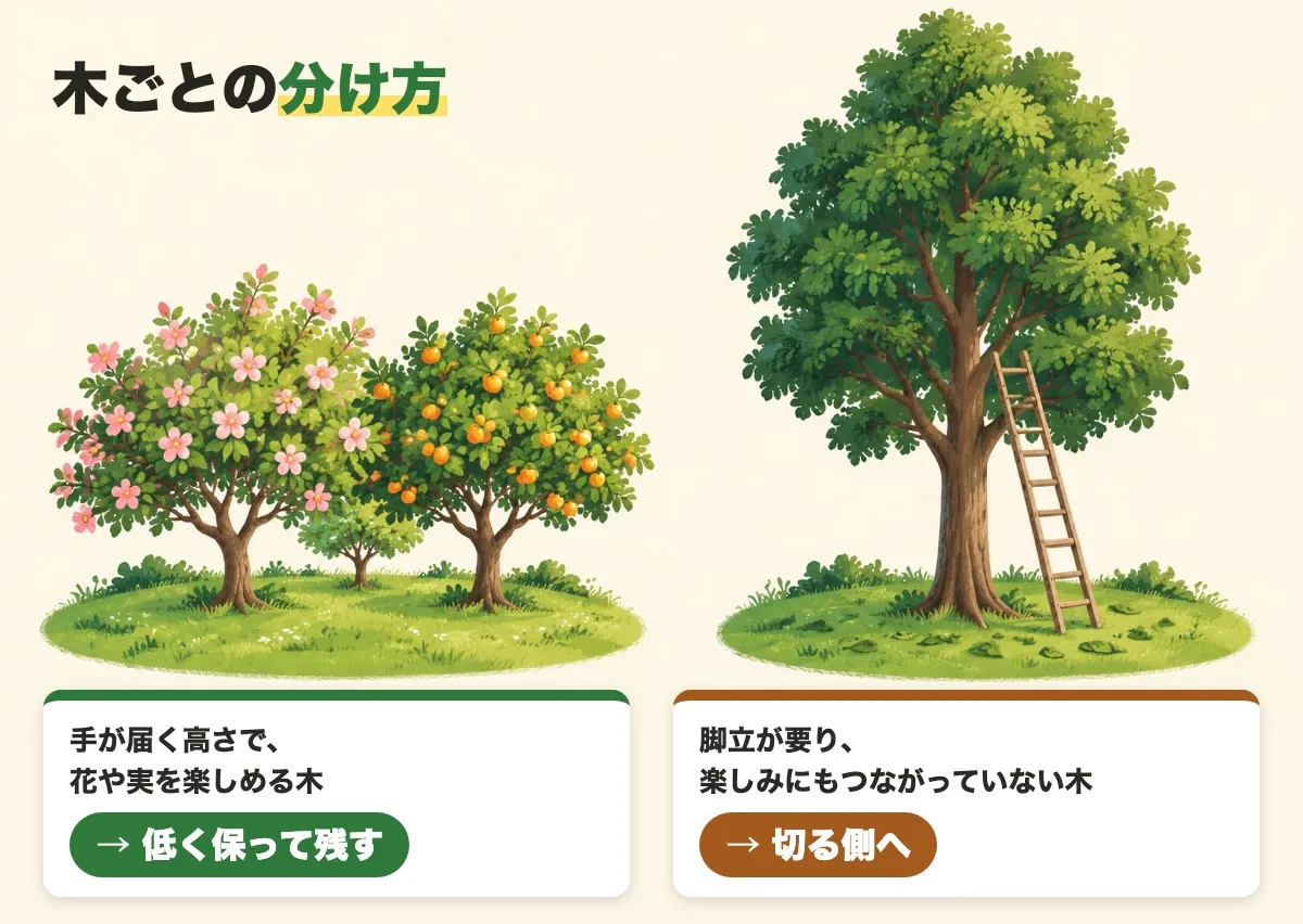 木ごとの分け方の図。手が届く高さで花や実を楽しめる木は低く保って残し、脚立が要り楽しみにもつながっていない木は切る側へ